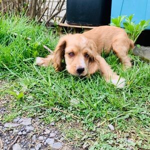 Meet your Posher, Aaron